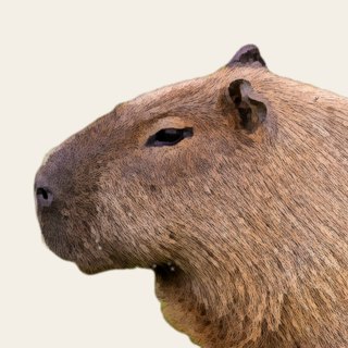 かぴ工房のアイコン。横を向いたカピバラの絵